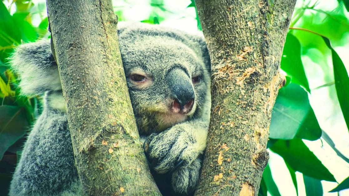 How to network as an introvert - image shows a koala hiding in the trees