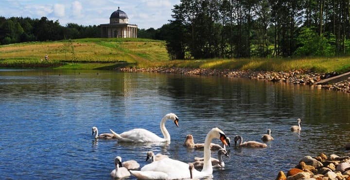 Image shows swans at Hardwick Park